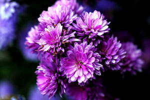 在线短信网页版免费版